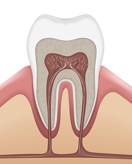 clínica dental Martínez Rioboo endodoncia diente sistema nervioso
